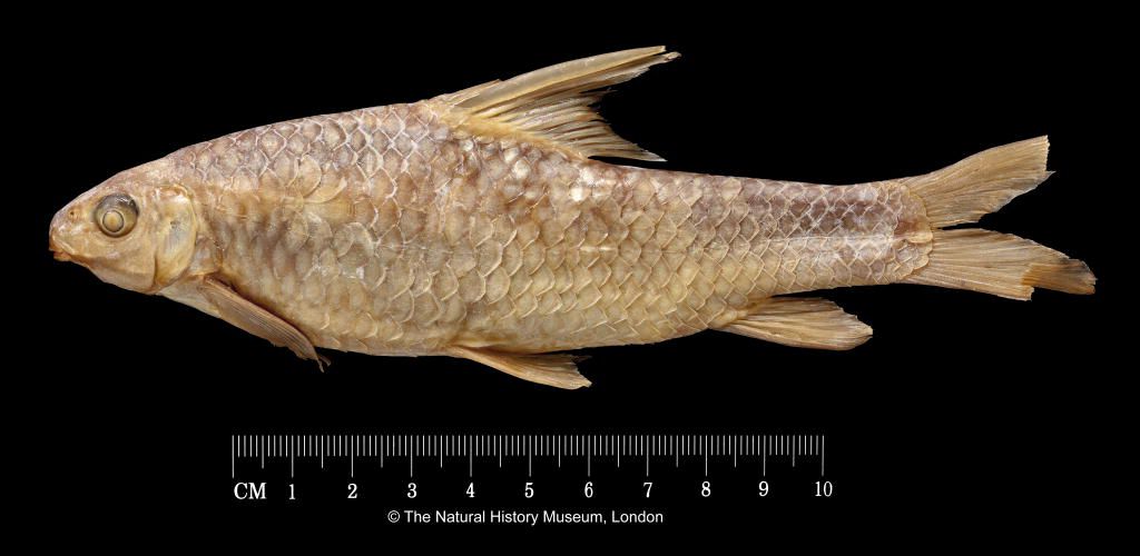 Varicorhinus varicostoma Boulenger, 1910
